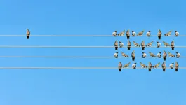 birds on telephone wire